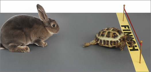 tortoise-hare1